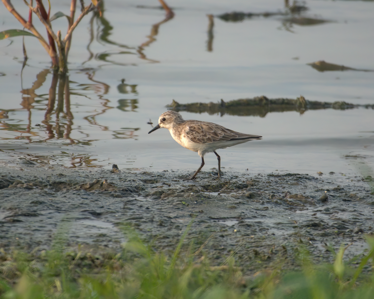 Little Stint - Jayendra Rakesh Yeka