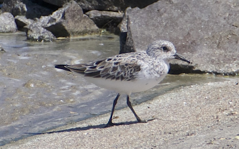 Sanderling - Dave Trochlell