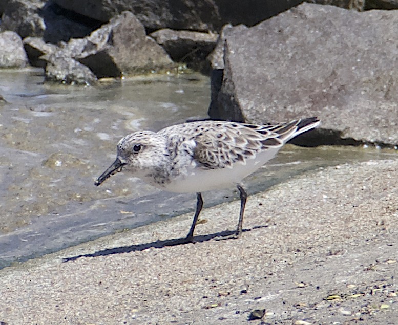 Sanderling - Dave Trochlell