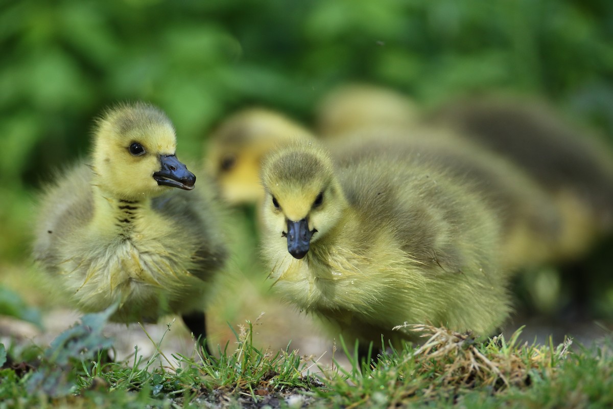 Canada Goose - michael vedder