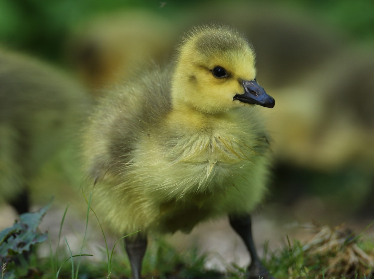 Canada Goose - michael vedder