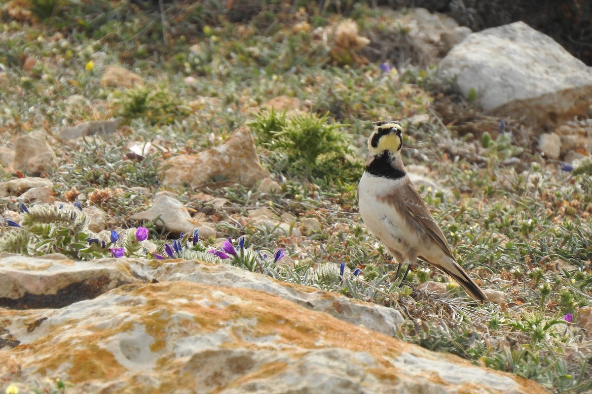 Horned Lark - Luca Bonomelli