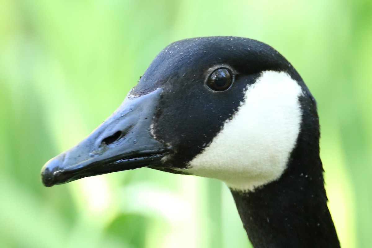 Canada Goose - michael vedder