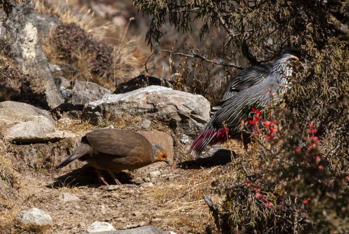 Blood Pheasant - ML618814774