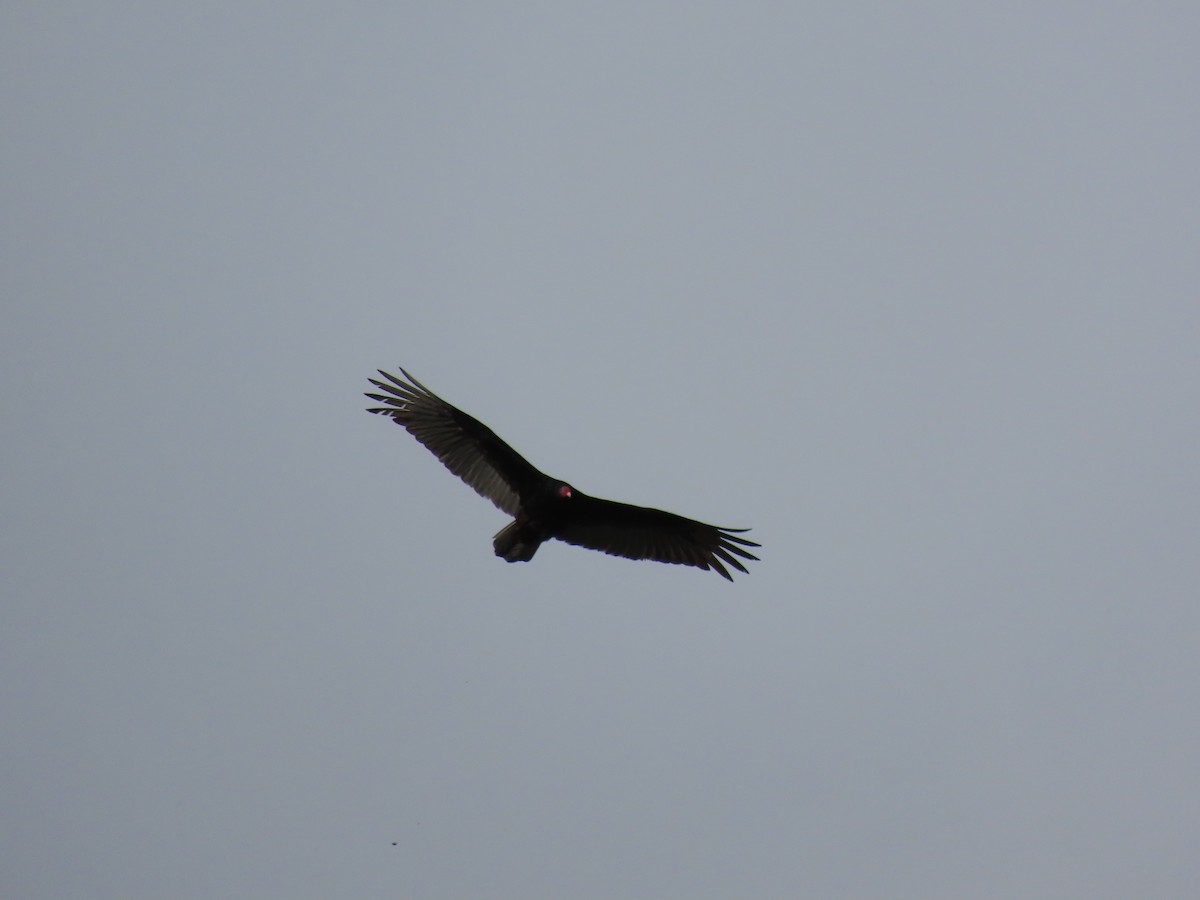 Turkey Vulture - Kim Clark