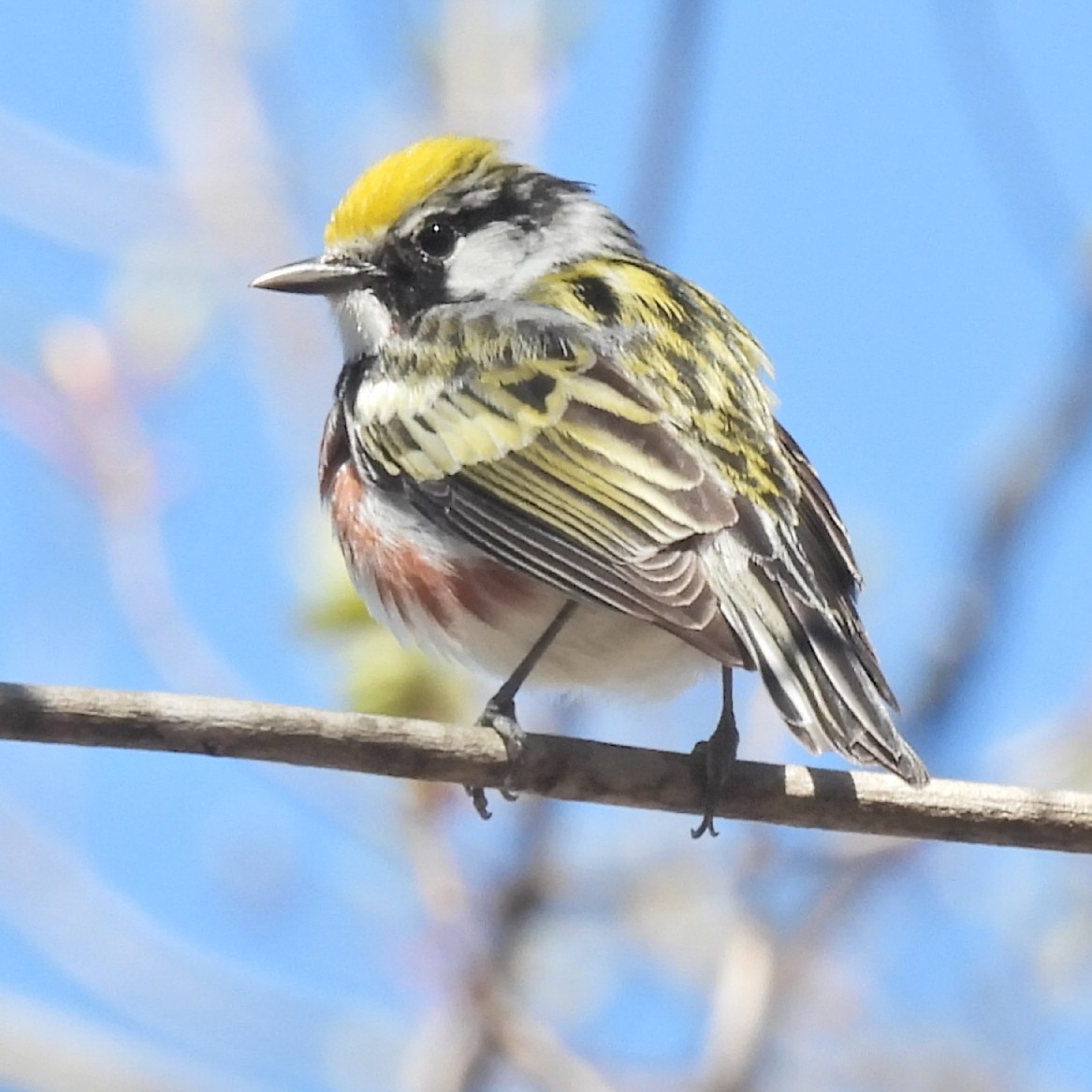 Chestnut-sided Warbler - Normand Ethier