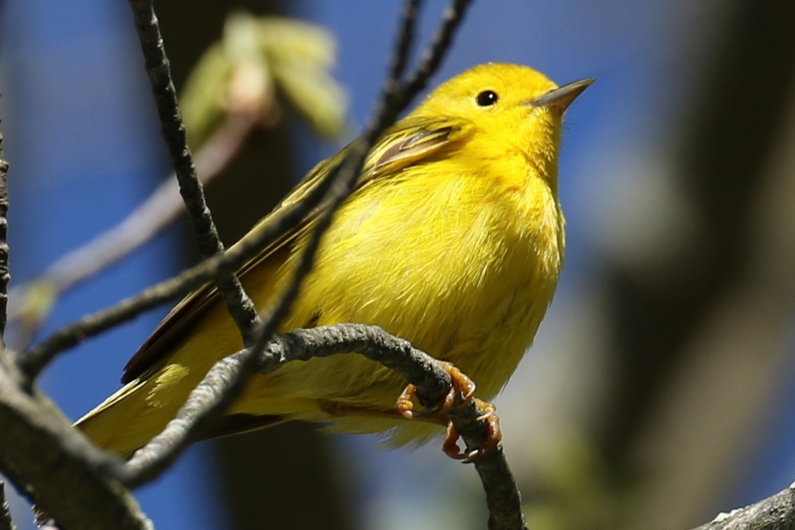 Yellow Warbler - michael vedder