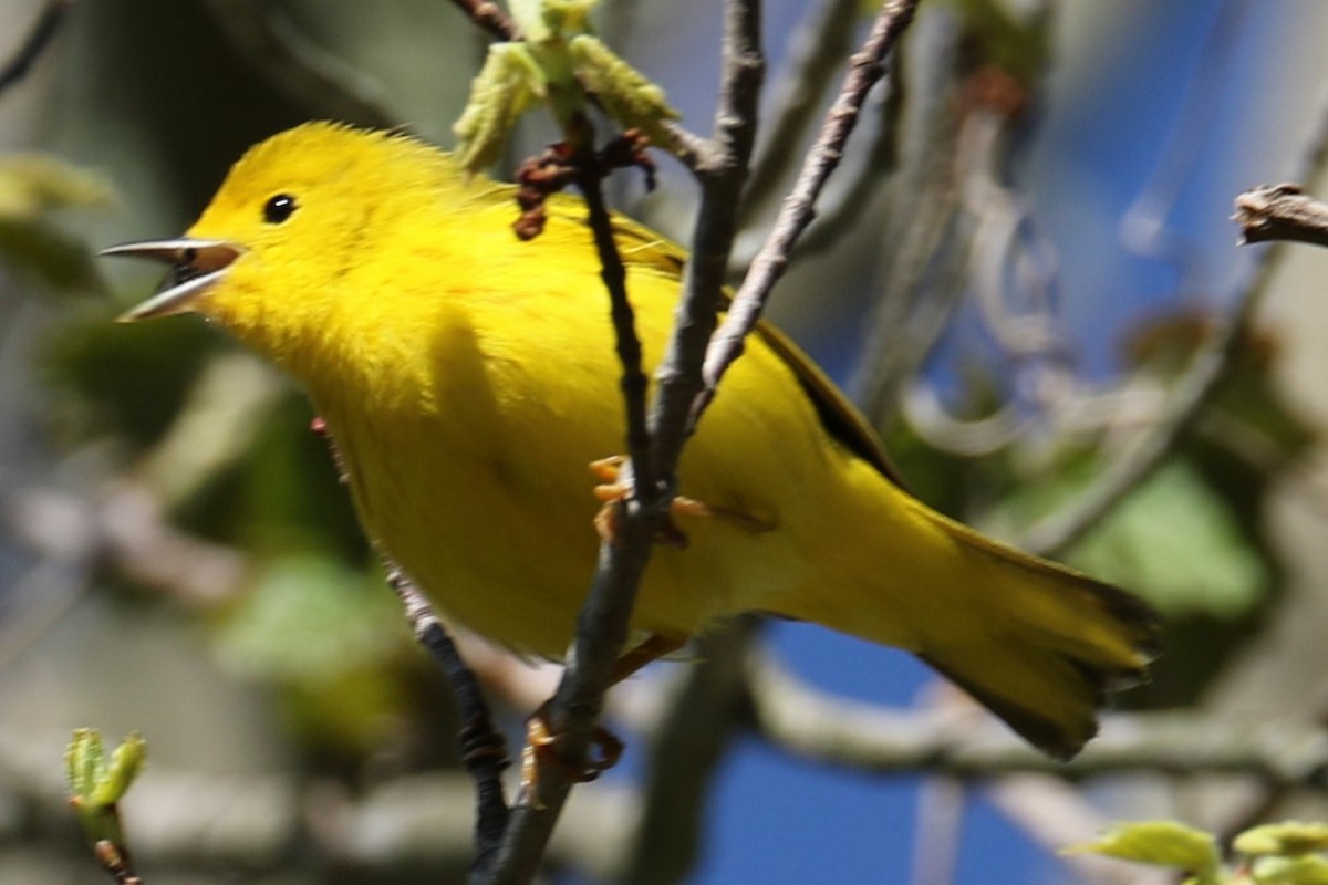 Yellow Warbler - michael vedder