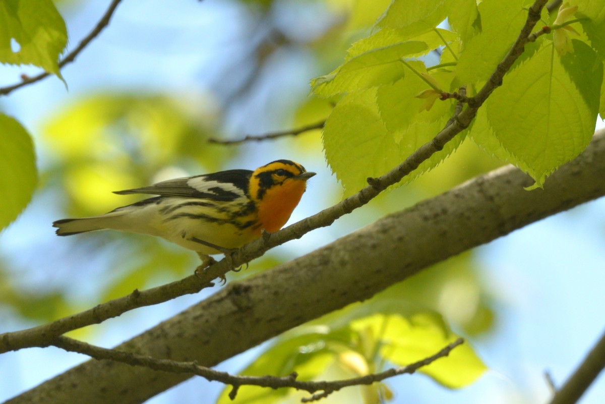 Blackburnian Warbler - James Kamstra