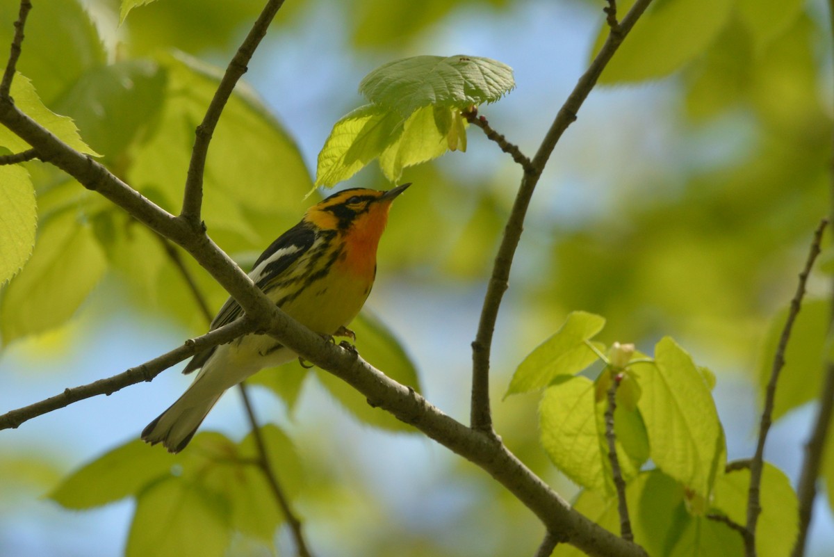 Blackburnian Warbler - James Kamstra