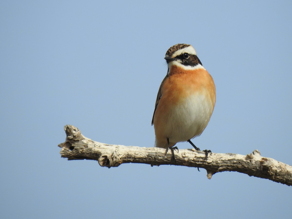 Whinchat - Luca Bonomelli