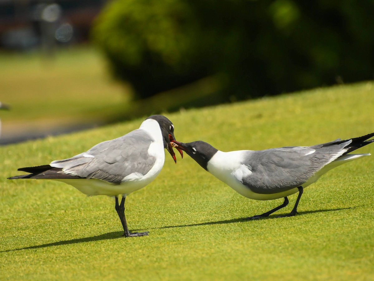 Laughing Gull - Peter Kemp