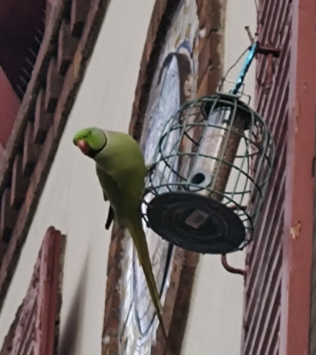 Rose-ringed Parakeet - Amélie S