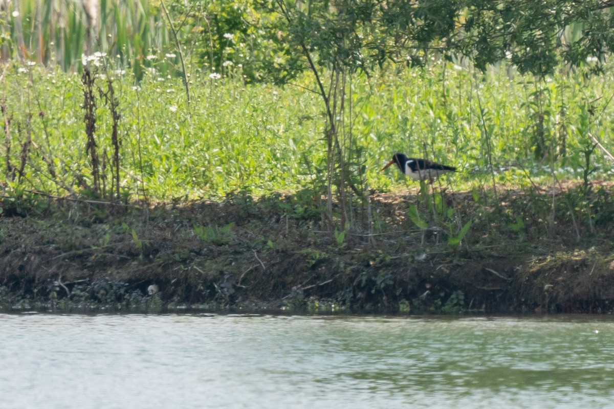 Eurasian Oystercatcher - ML618814847