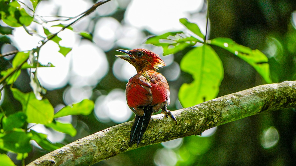 Banded Woodpecker - Ming T