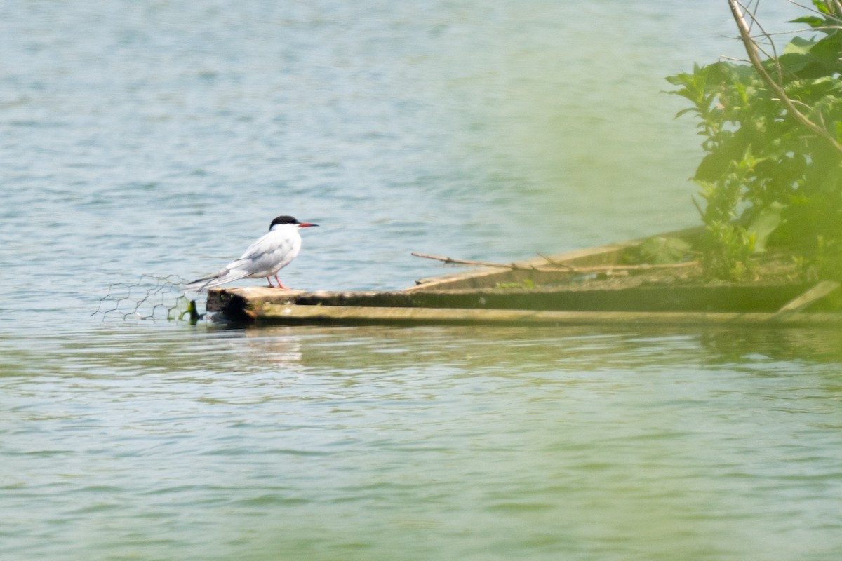 Common Tern - Joanna Kubica