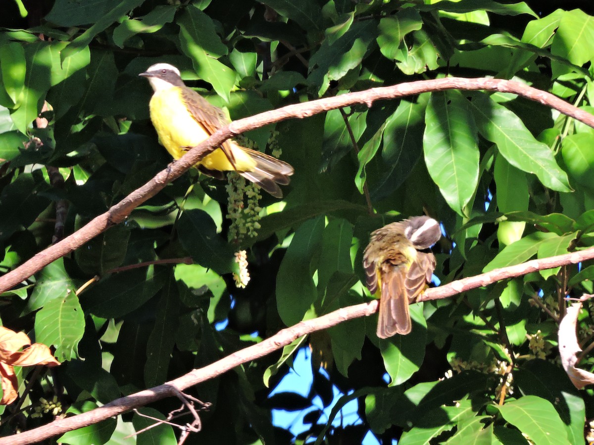 Rusty-margined Flycatcher - Lucas Casanova