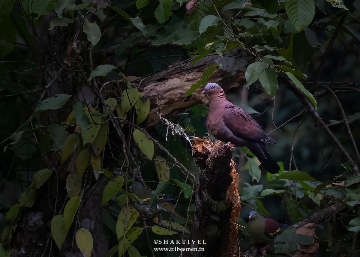 Pale-capped Pigeon - Shakti - Tribesmen.in