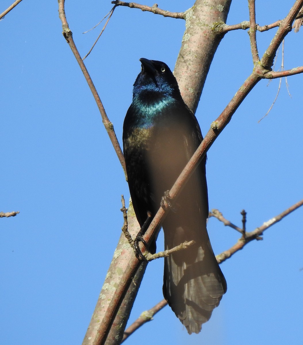 Common Grackle - Lois Brunet