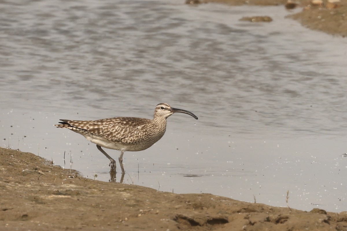 Whimbrel - wang ye