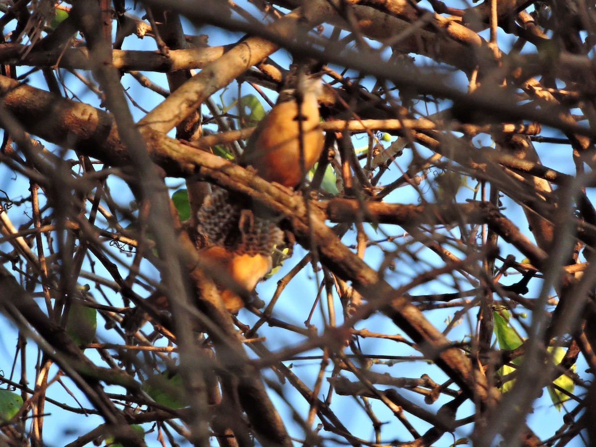 Buff-breasted Wren - ML618814896