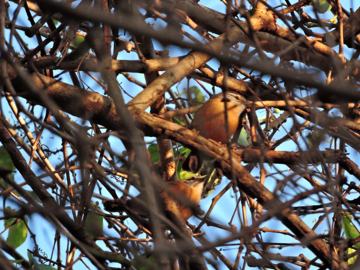 Buff-breasted Wren - ML618814897