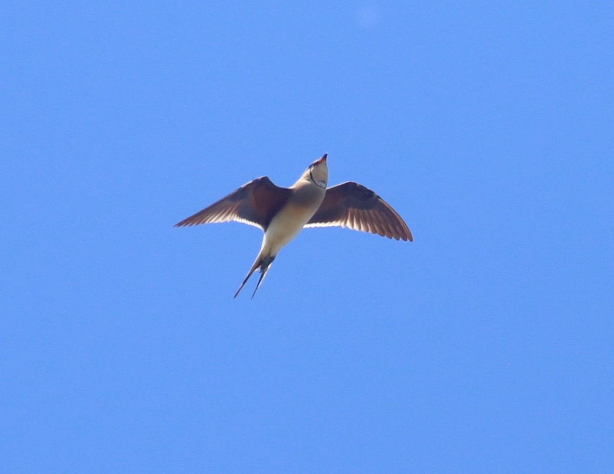 Collared Pratincole - Paul Bourdin