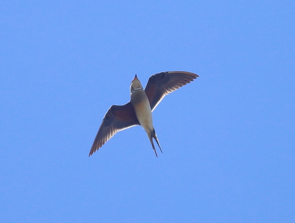 Collared Pratincole - Paul Bourdin