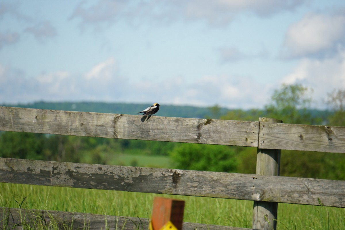 Bobolink - Jennifer McNally