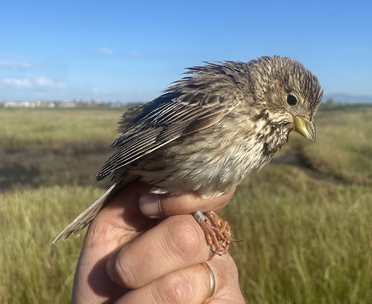 Corn Bunting - Paul Bourdin