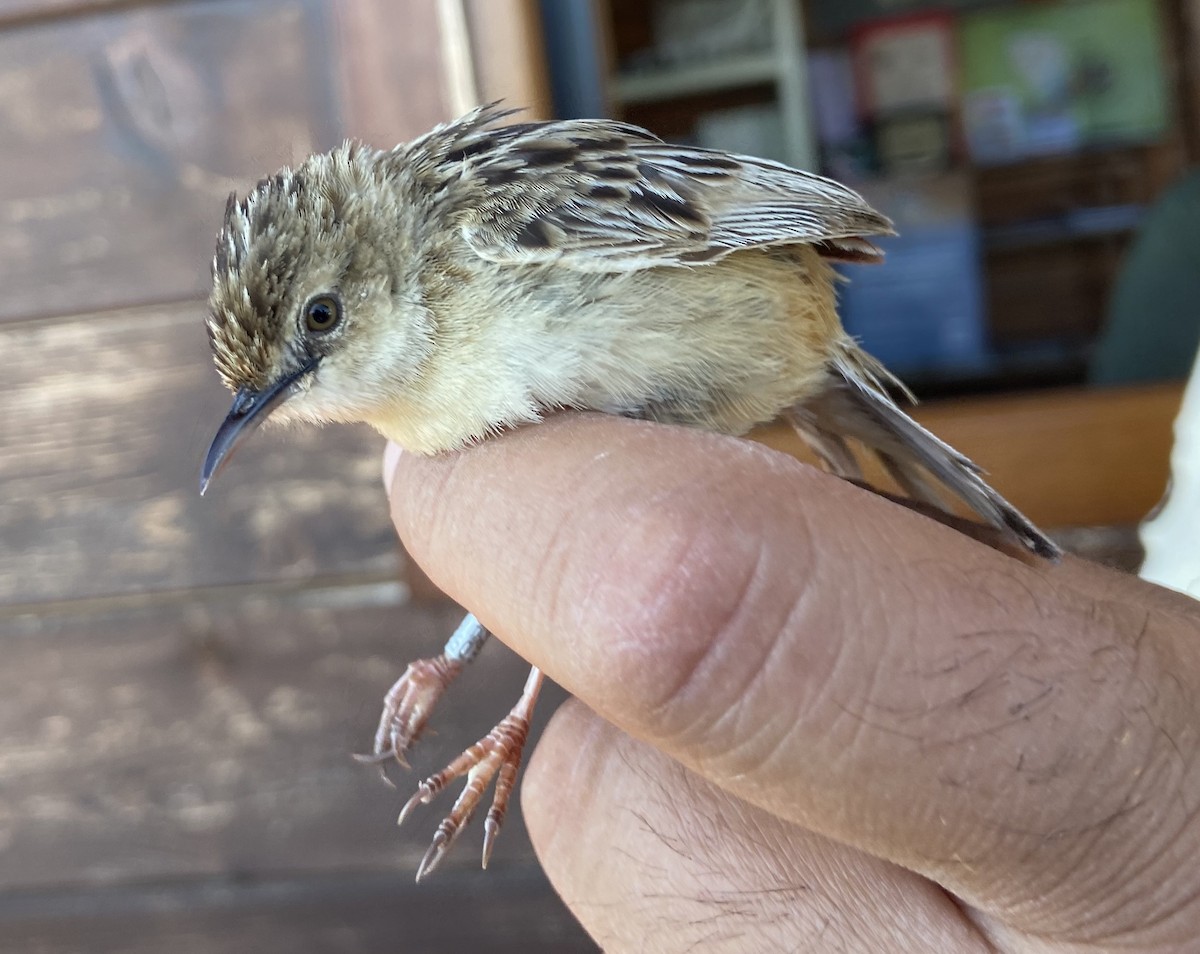 Zitting Cisticola - Paul Bourdin