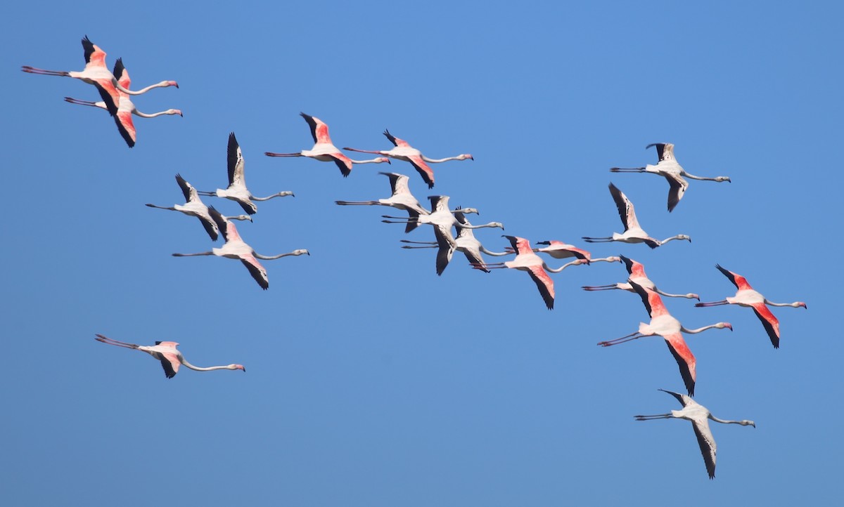 Greater Flamingo - Paul Bourdin