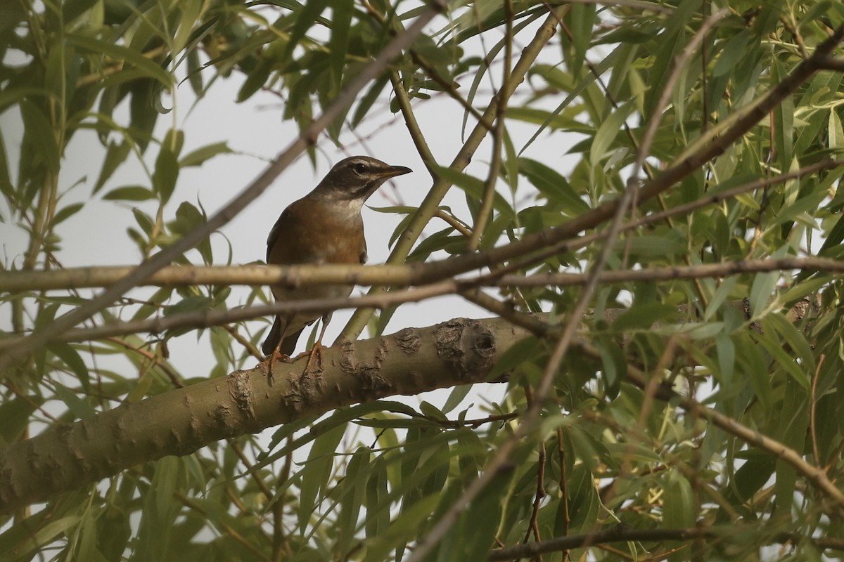 Eyebrowed Thrush - wang ye