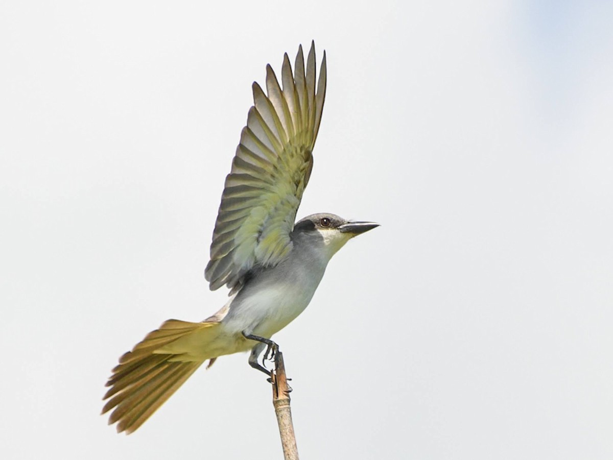 Gray Kingbird - ML618814949