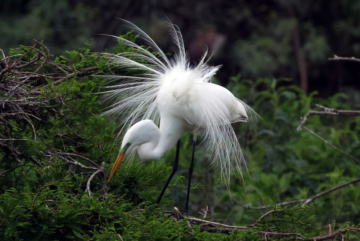 Great Egret - Vern Bothwell