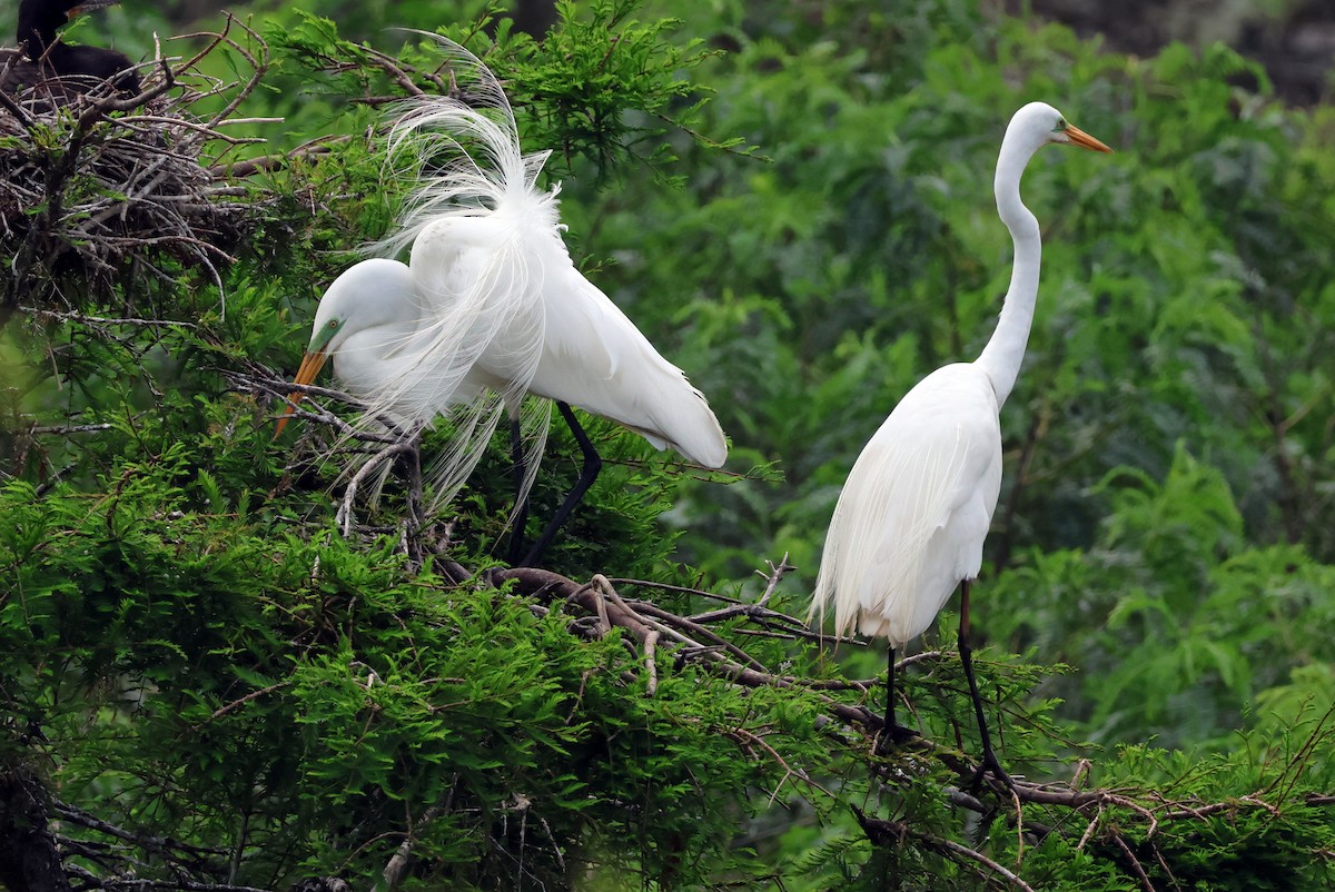 Great Egret - Vern Bothwell