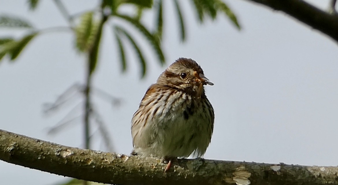 Song Sparrow - Robert Pritt