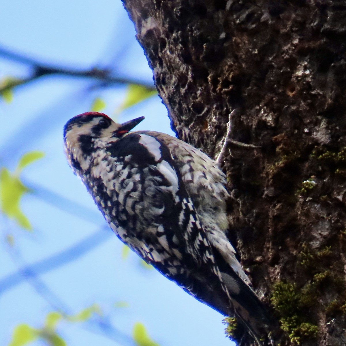 Yellow-bellied Sapsucker - Laurel Smith