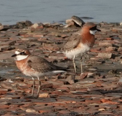 Siberian Sand-Plover - Chao-Ju Su