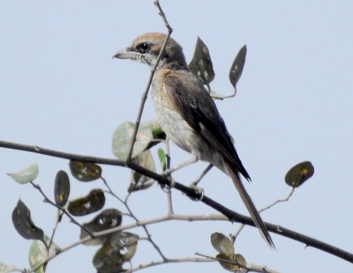 Brown Shrike - ML618814974