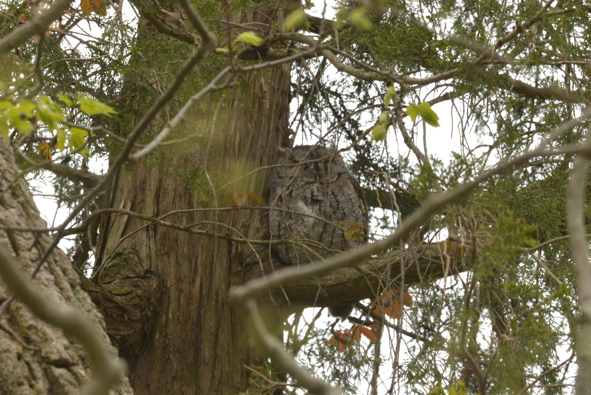 Eastern Screech-Owl - James Kamstra