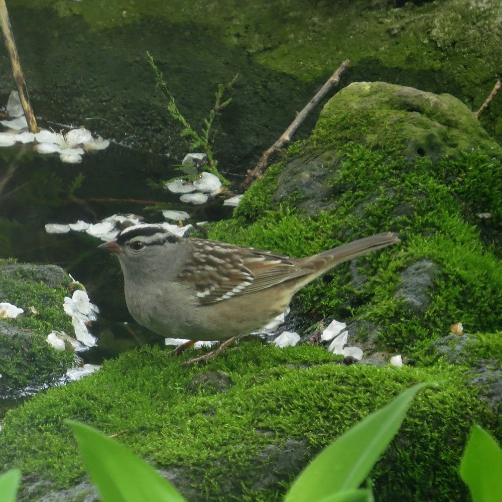 White-crowned Sparrow - Walter Fisher