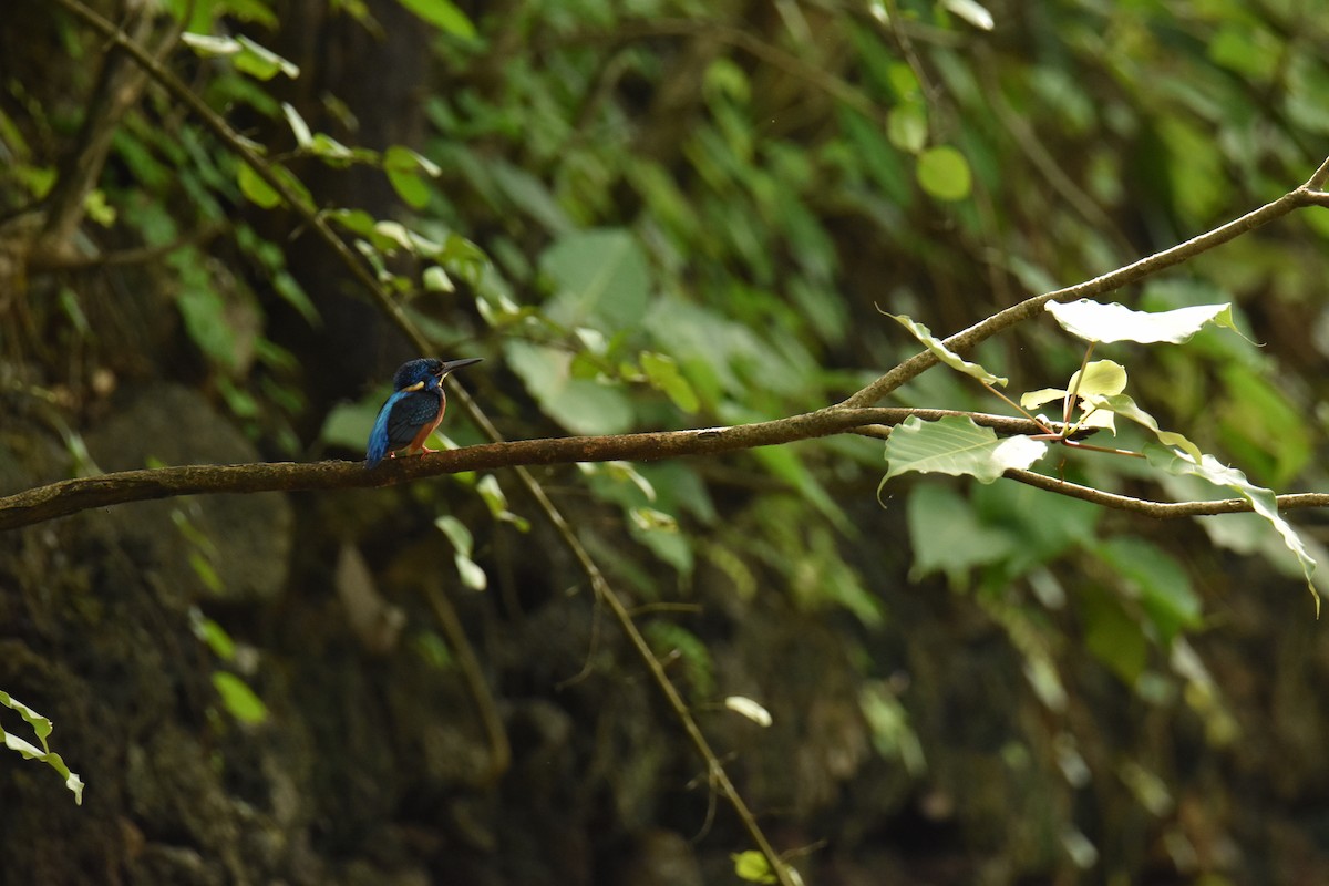 Blue-eared Kingfisher - Anupam Dutta