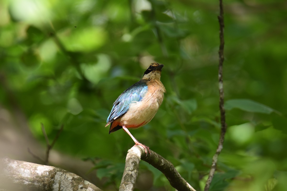 Indian Pitta - Anupam Dutta