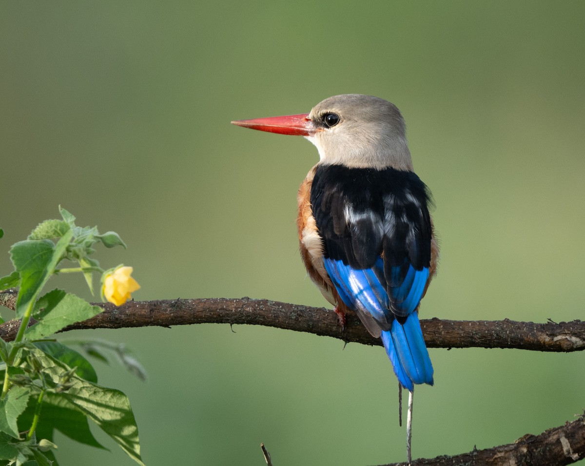 Gray-headed Kingfisher - Lizabeth Southworth