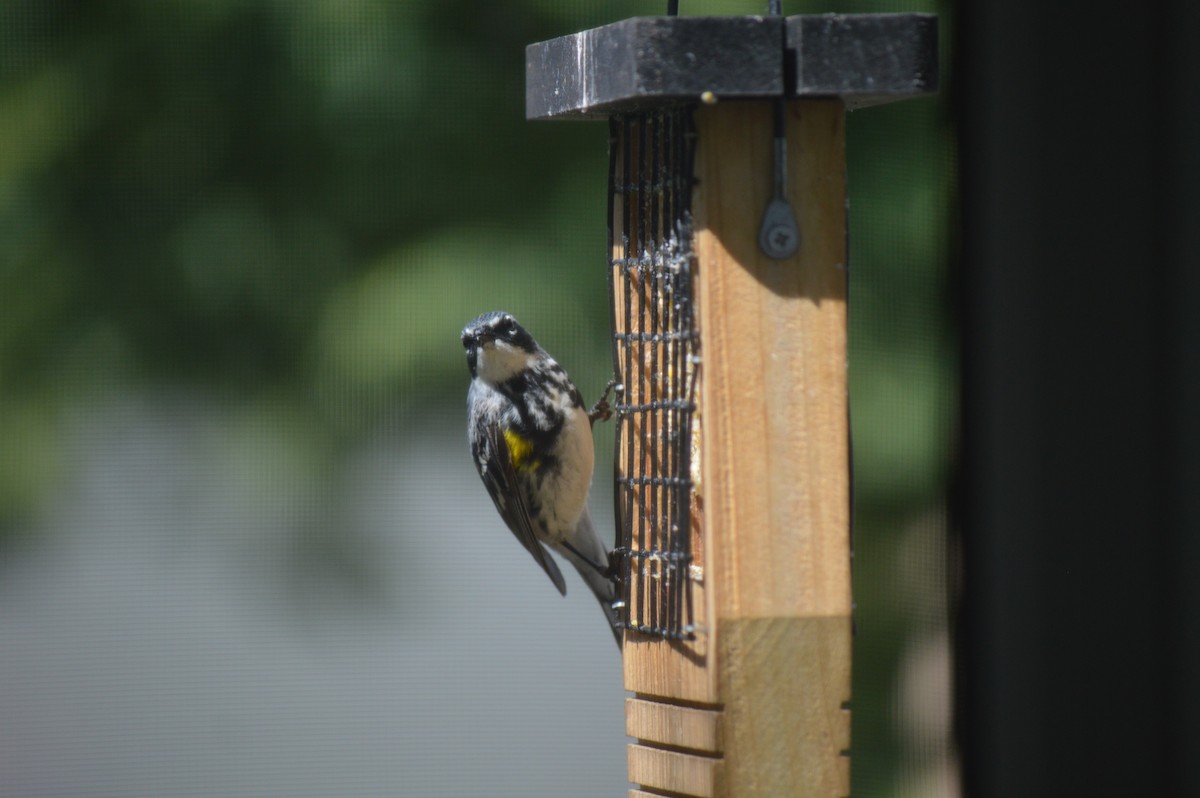 Yellow-rumped Warbler (Myrtle) - Christiana Wood