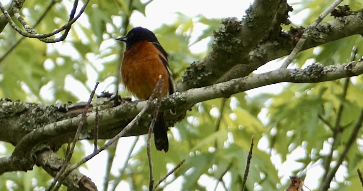 Orchard Oriole - ML618815024