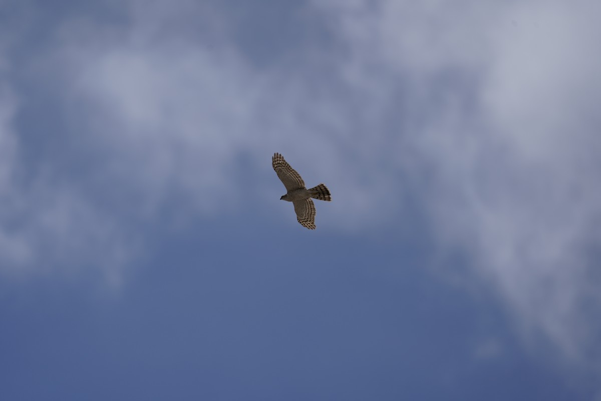 Eurasian Sparrowhawk - Chamba Phuntsog