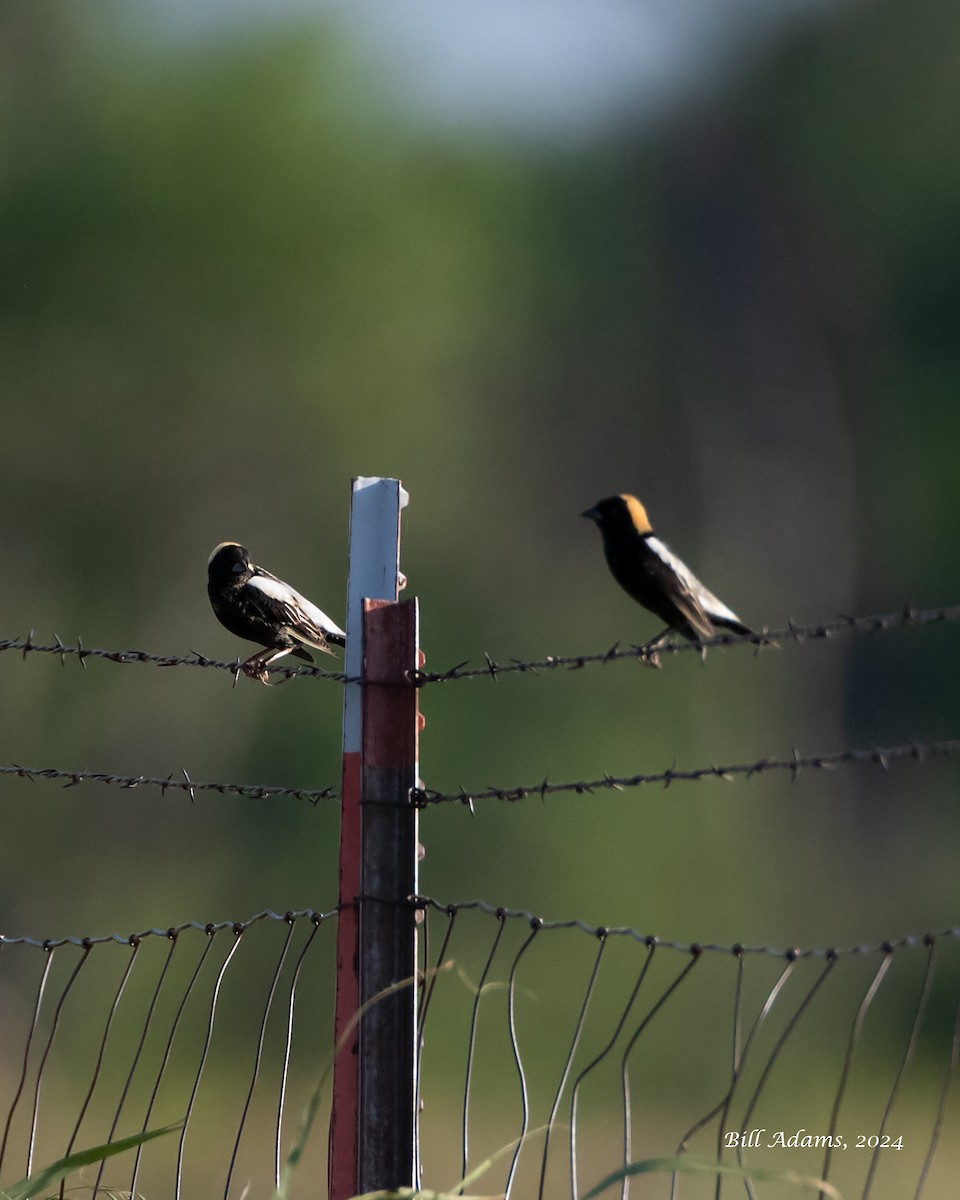 Bobolink - ML618815028