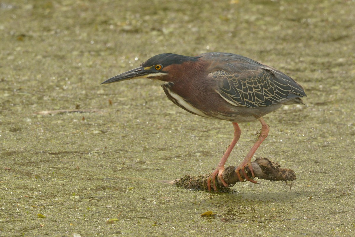 Green Heron - ML618815033